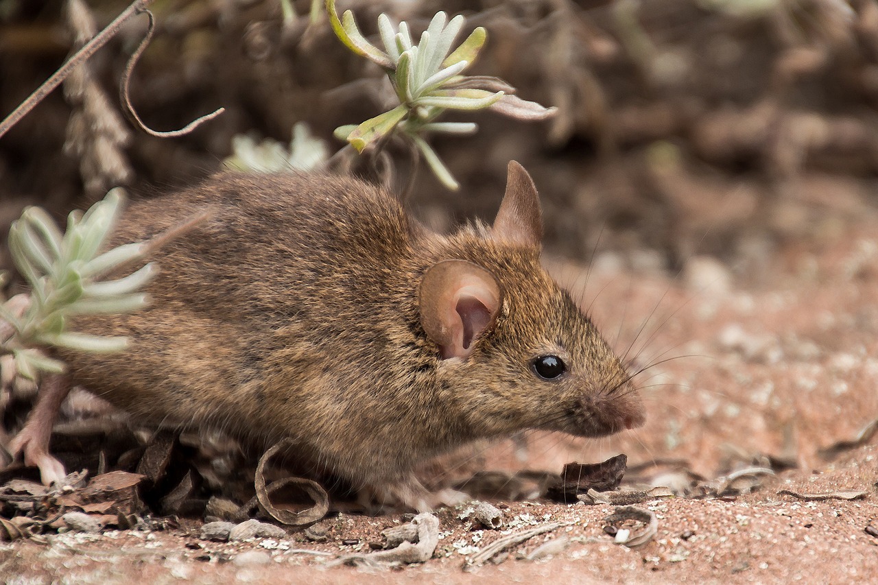 Do Mice Like Rugs