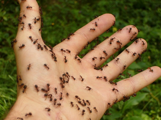 are ants harmful