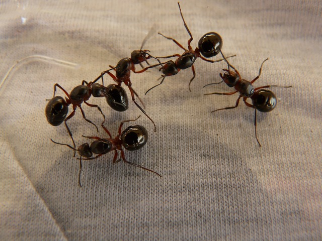 forest ant queens 3254 640