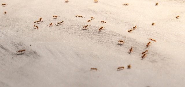how to kill ants without borax or harming pets