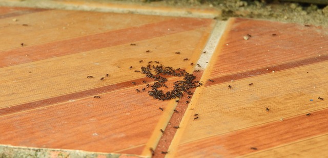 preventing ants