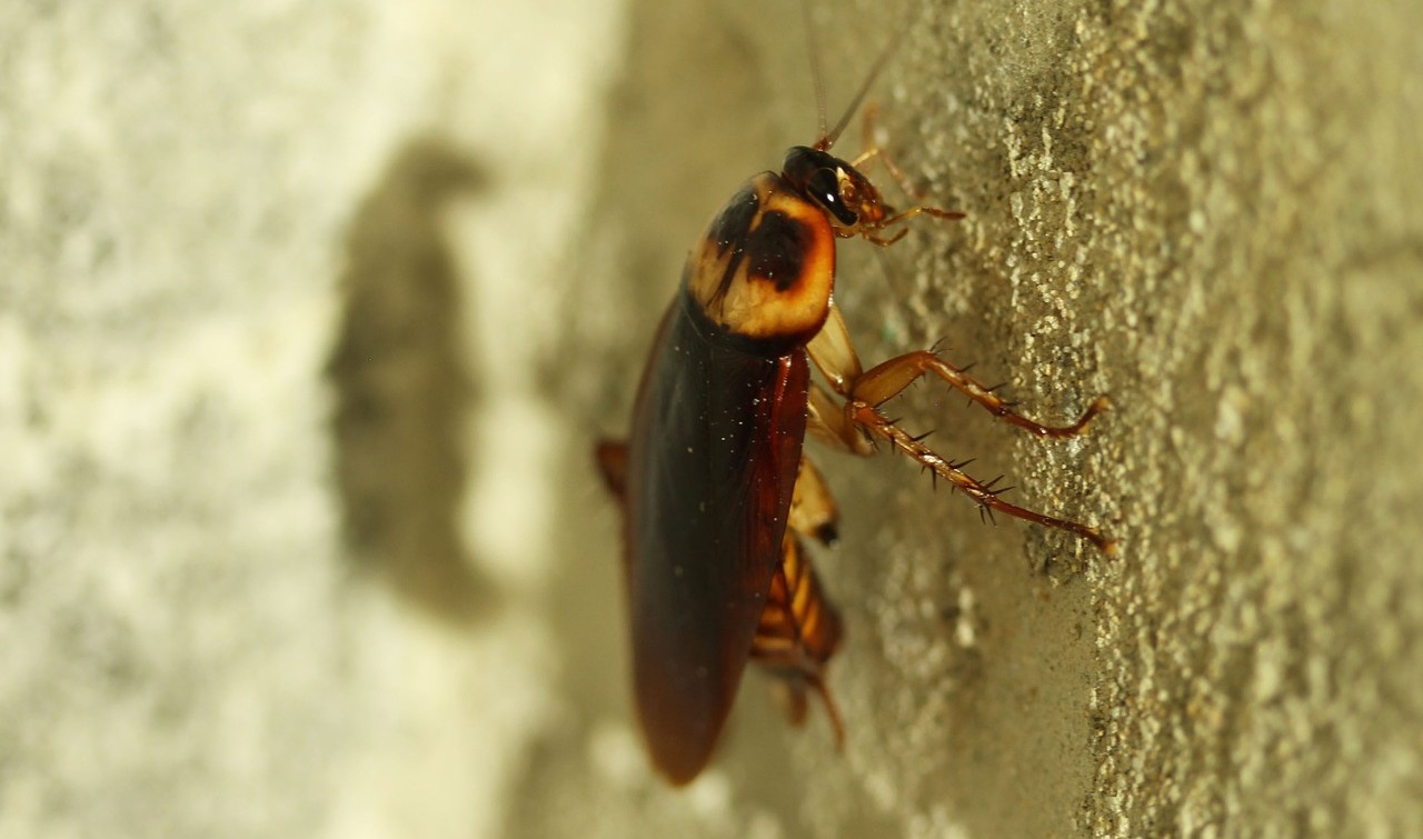 cockroach health risks
