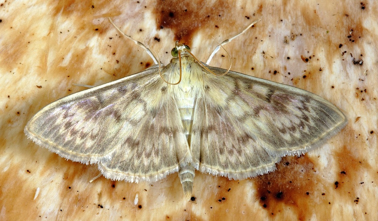 https://pestdefence.co.uk/wp-content/uploads/2016/08/moth-in-house-e1544614426591.jpg