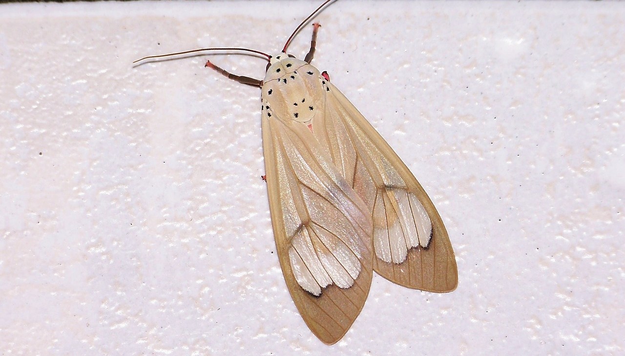 moth infestation