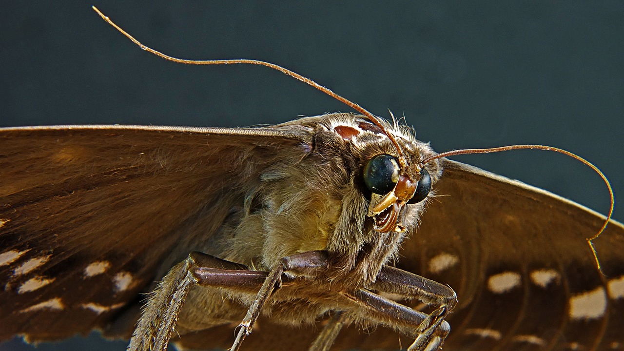 moth removal