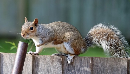 How Squirrels can Become Pests and the Risks They Bring | Pest Defence