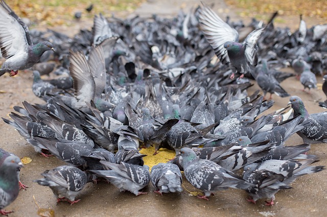 pigeon pest control