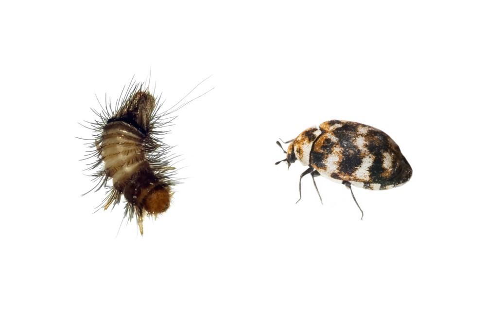 Varied Carpet Beetle Identification Behavior Anderson Pest Solutions ...