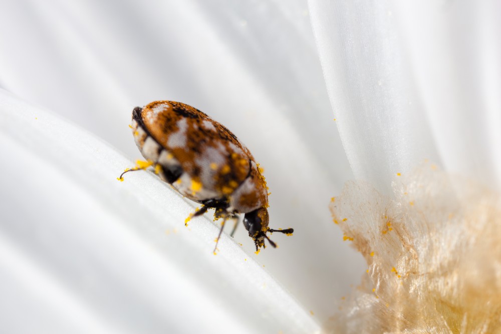 How To Get Rid Of Carpet Beetles | Pest Defence
