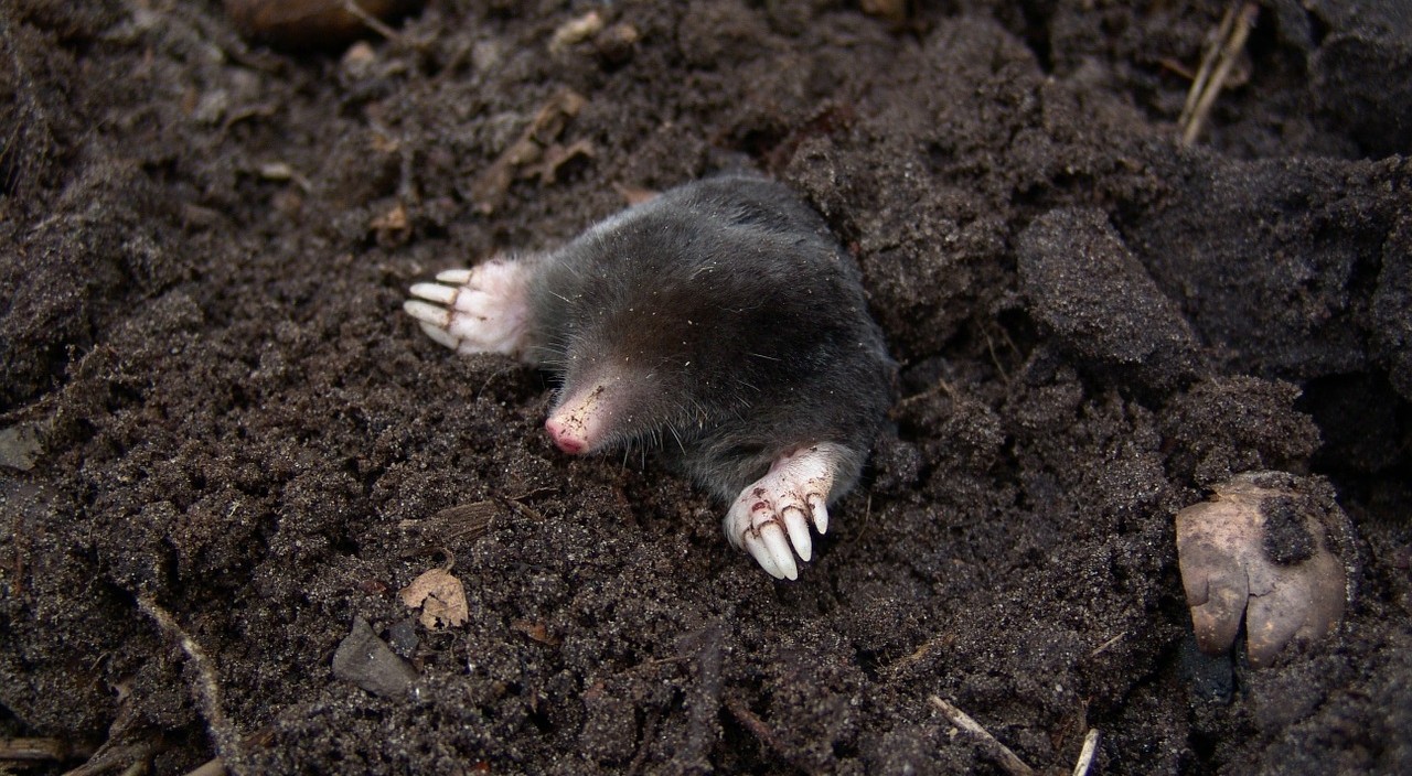How To Prevent and Get Rid Of Moles in Your Garden
