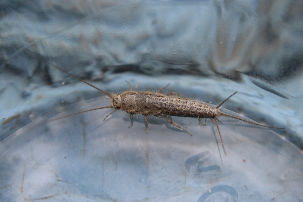 How to prevent and get rid of silverfish Pest Defence Ltd