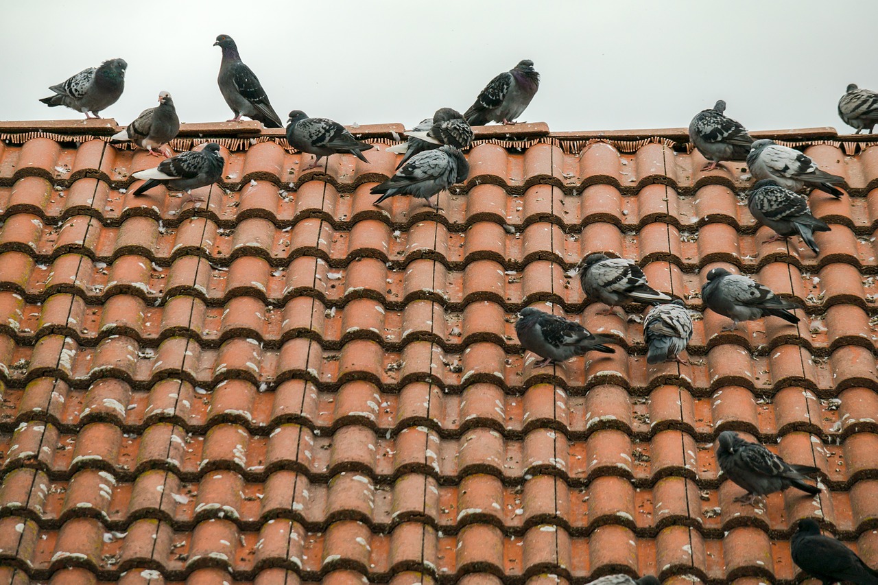 Why you should choose local ways to Pigeon Pest Removal