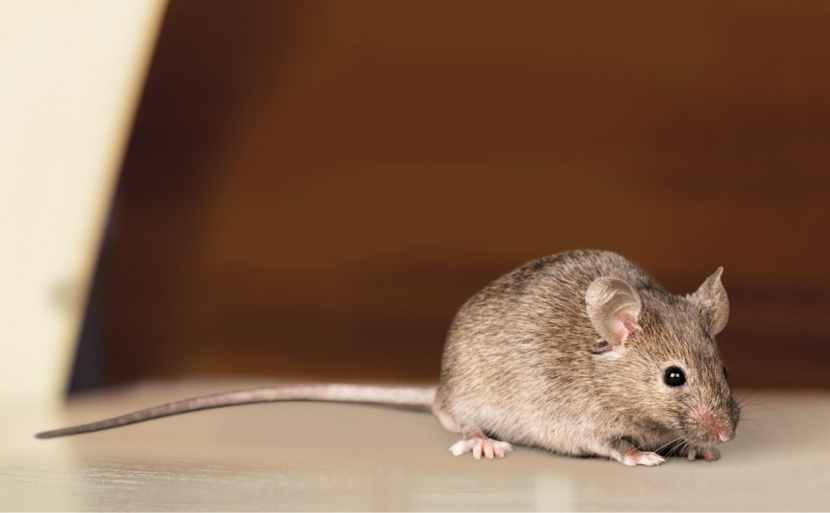 Types of Mice in the UK - Mouse Identification & Facts | Pest Defence