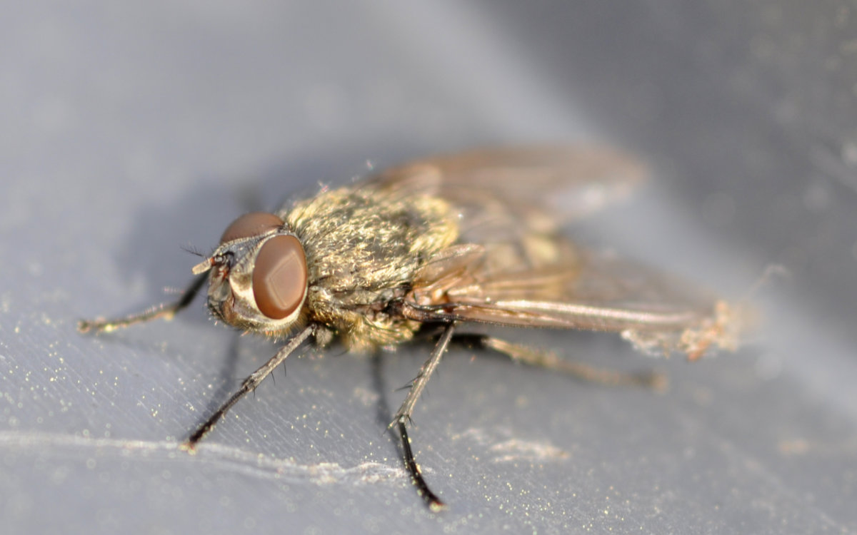 Get rid of cluster flies