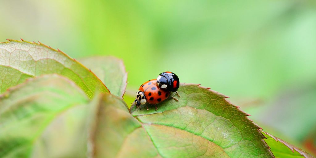 how-to-get-rid-of-ladybirds-and-prevent-an-infestation-pest-defence