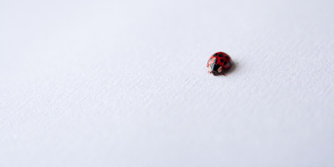 how to get rid of ladybirds