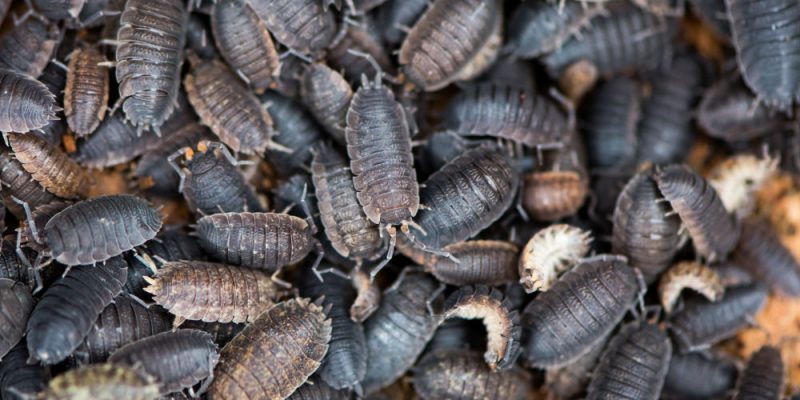 How to Prevent and Get Rid Of Woodlice In the House | Pest Defence