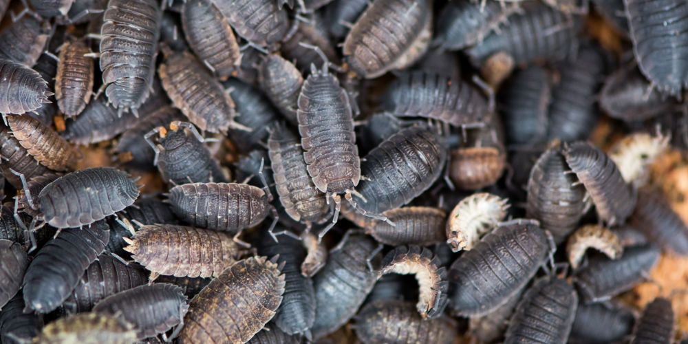 How to Banish Woodlice from Your Home: Top Tips for a Pest-Free House