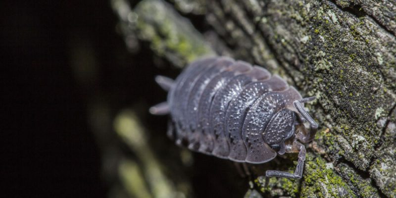 how-to-prevent-and-get-rid-of-woodlice-in-the-house-pest-defence