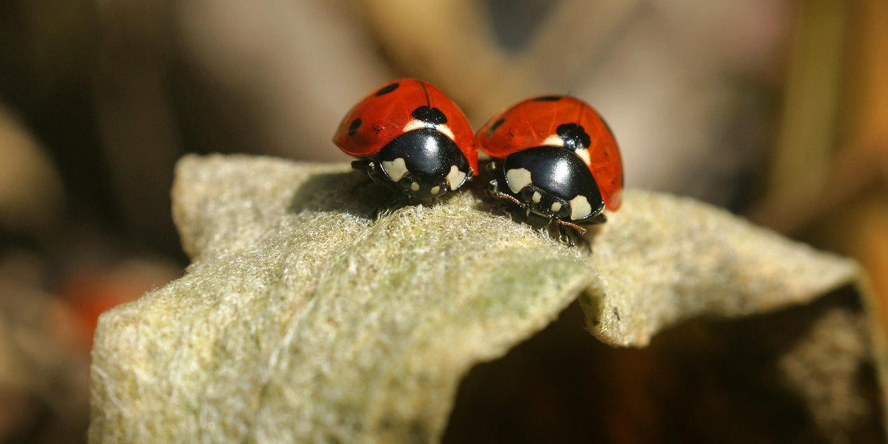 ladybird control