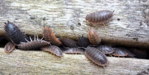 bugs woodlice pill pissebedden porcellino infestation roly sow basements woodlouse thriftyfun verwijderen