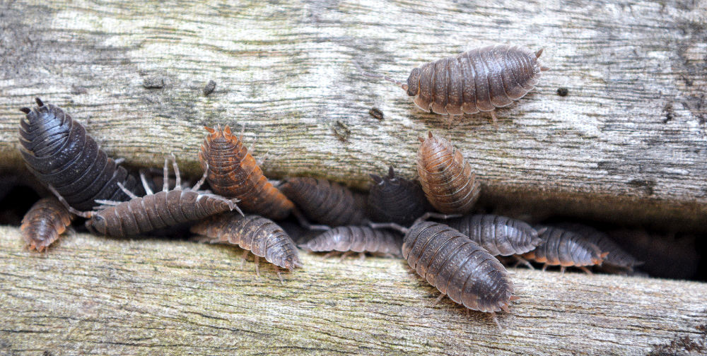 Signs of a woodlice infestation