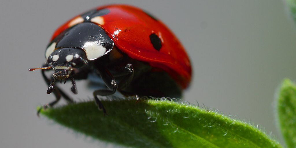 what is a ladybird