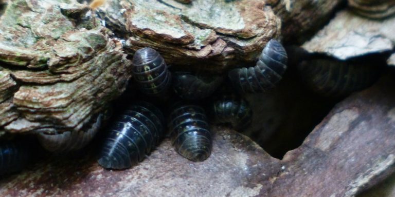 How to Prevent and Get Rid Of Woodlice In the House | Pest Defence