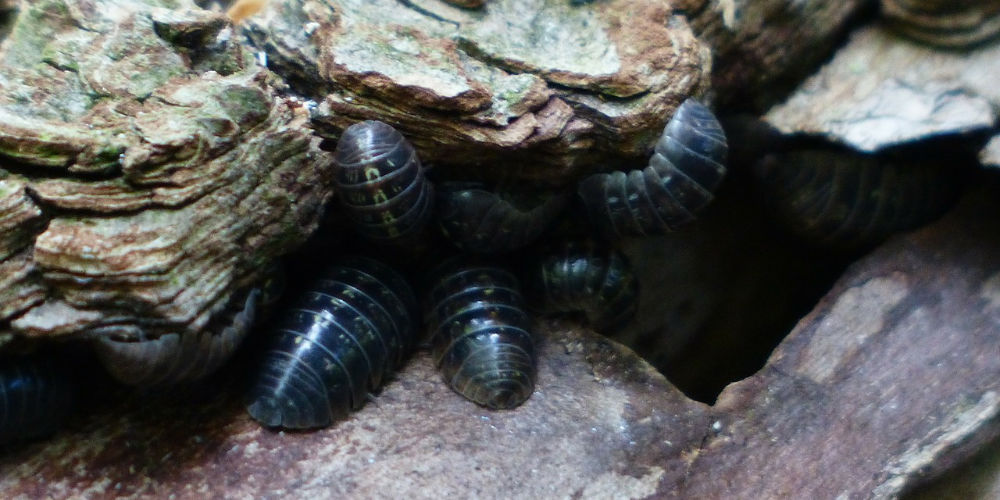 woodlice pill bug facts