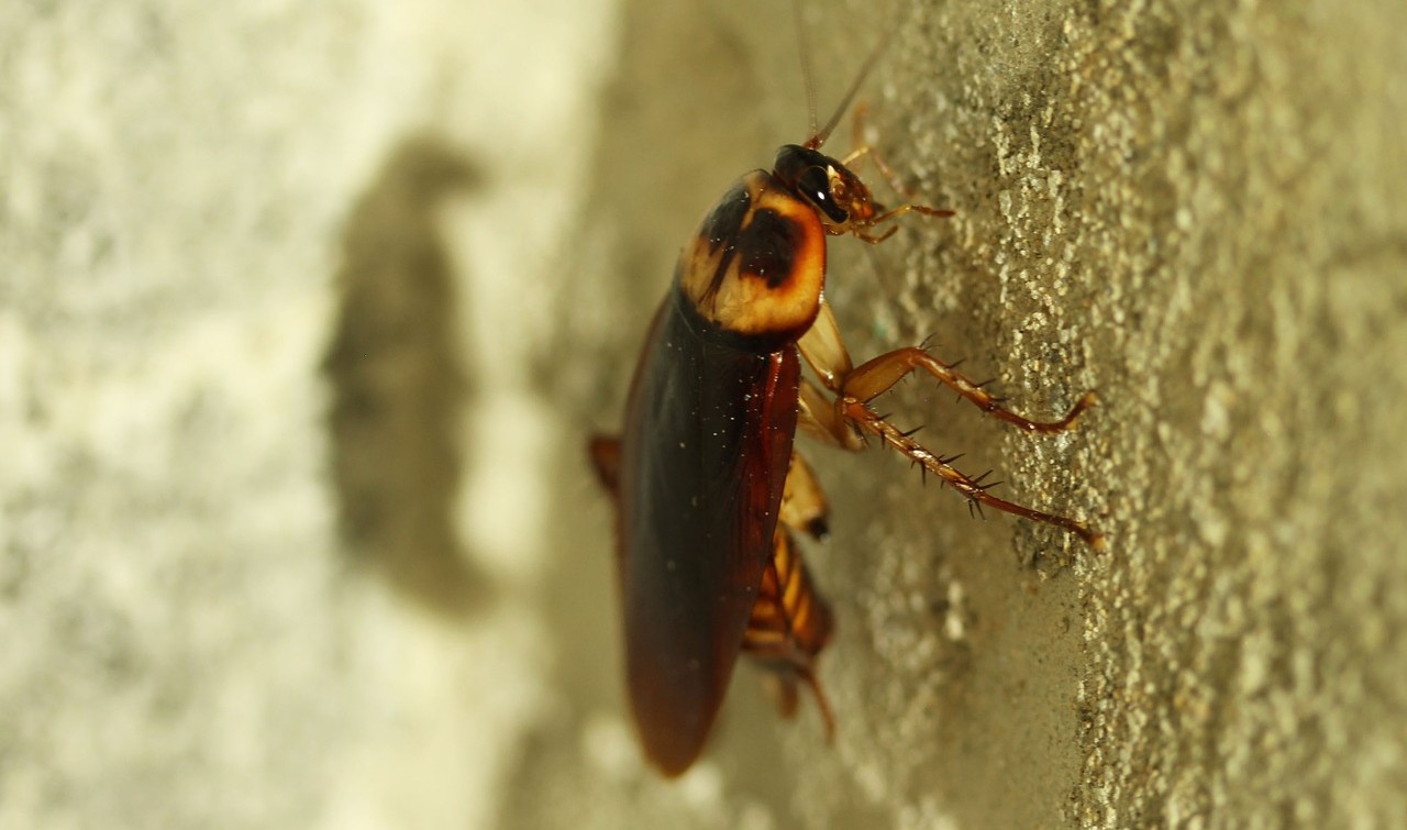 cockroach in kitchen