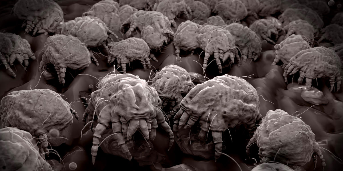 how to get rid of dust mites