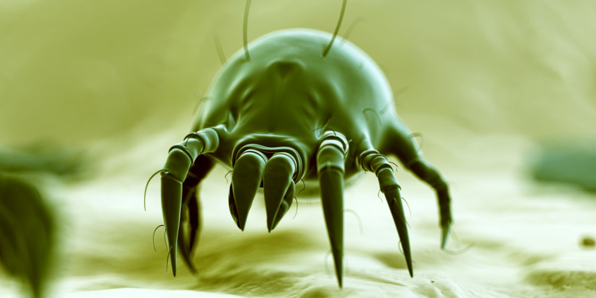 what does a dust mite look like