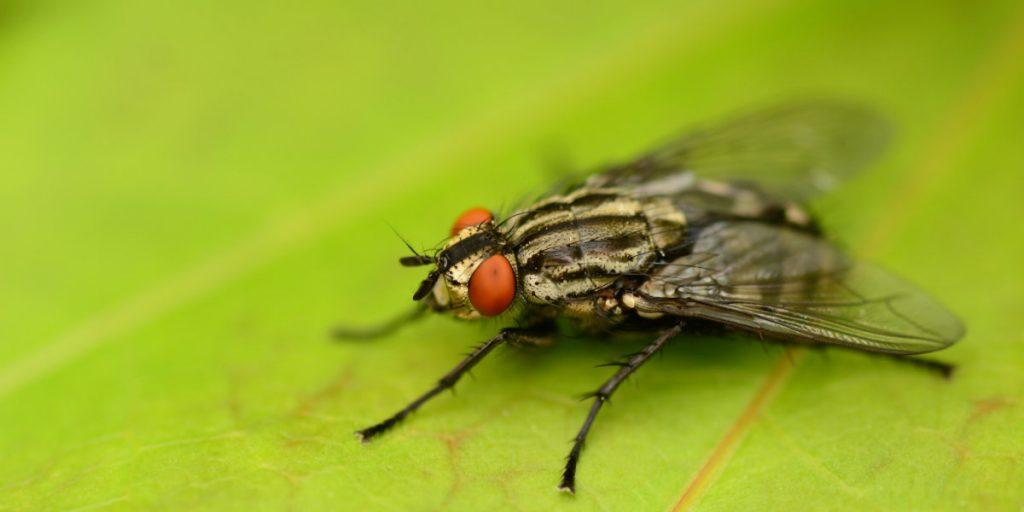 Types of Flies in the UK | Pest Defence