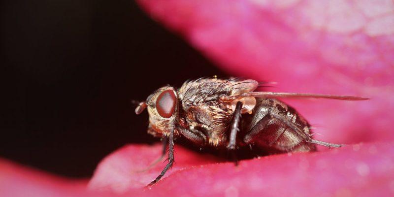 Types of Flies in the UK | Pest Defence