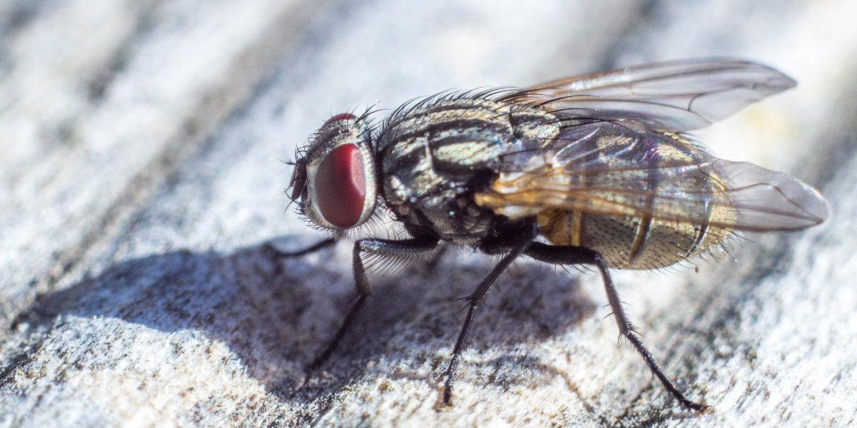 Types of Flies in the UK
