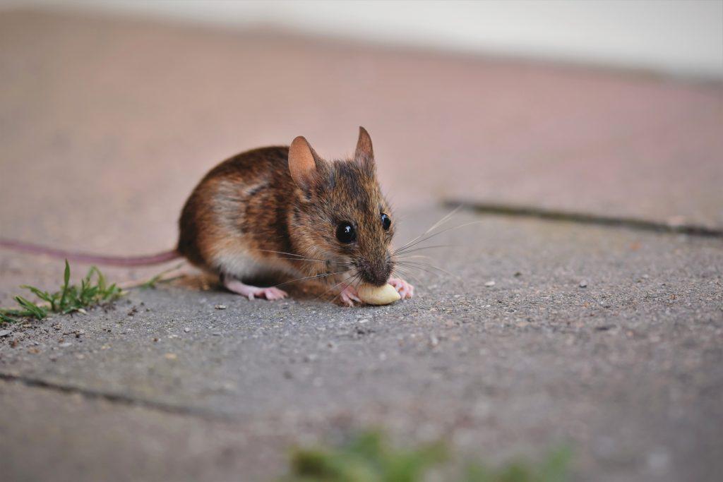 Types Of Mice In The Uk Mouse Identification Facts Pest Defence