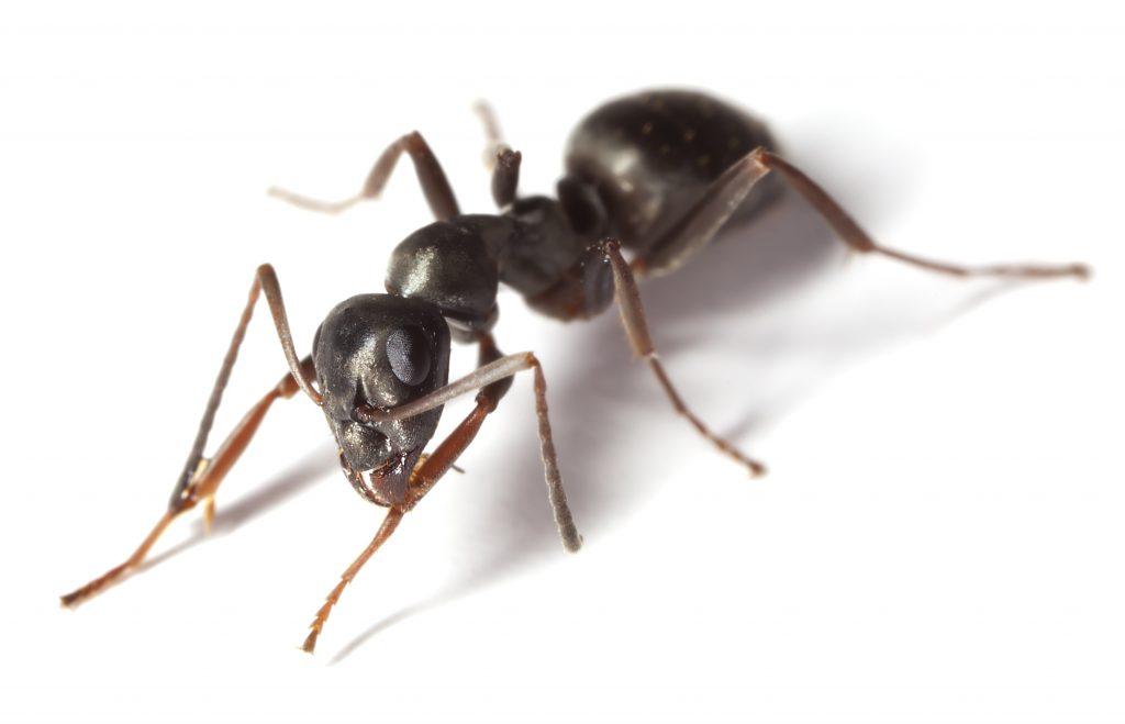 Close up view of a common black garden ant