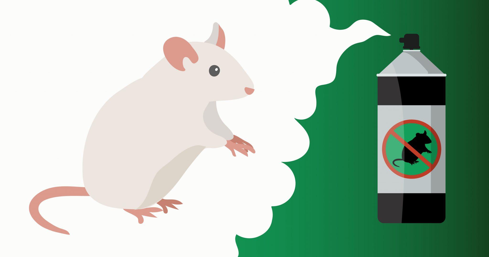 Rats & Mice infestation can become an all-year round problem