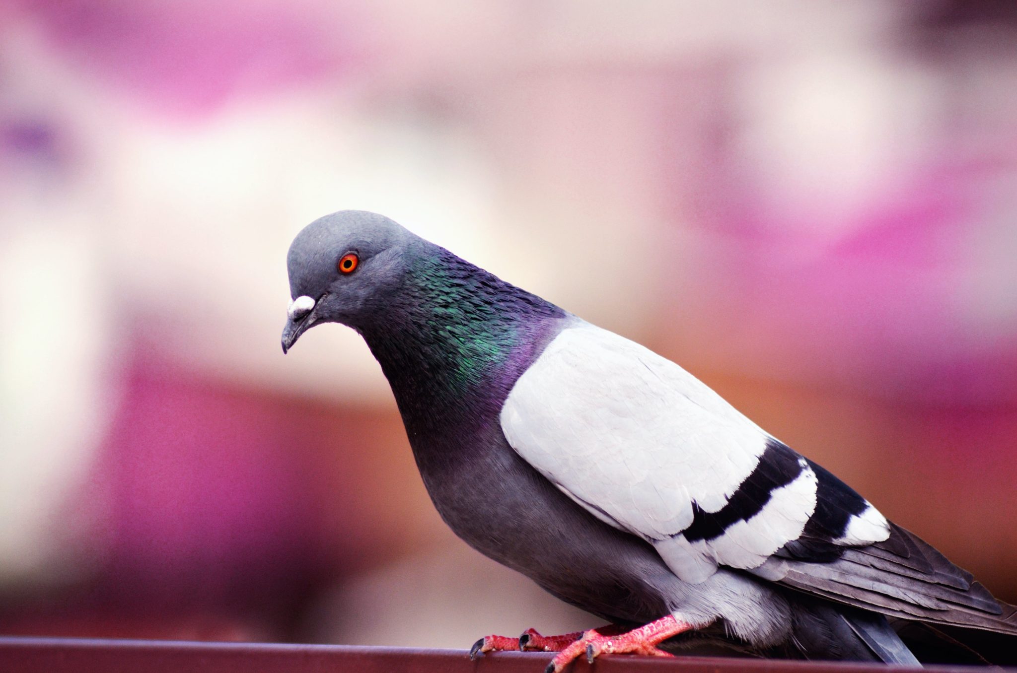 In defence of pigeons
