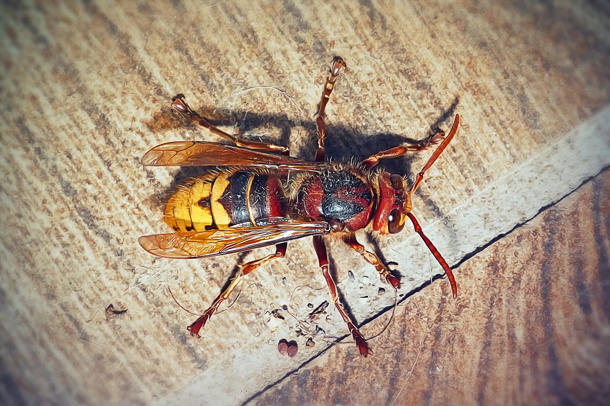 A European Hornet 