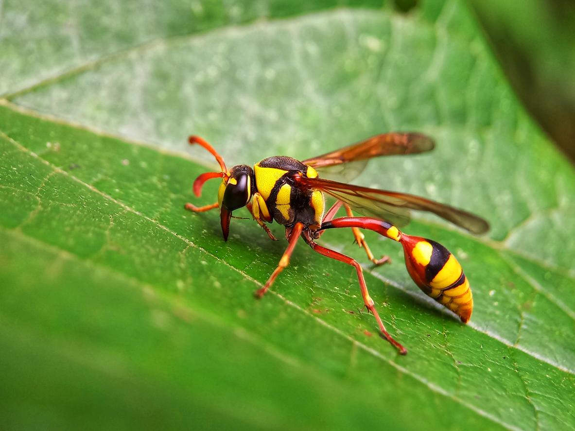 A potter wasp sat on a green leaf