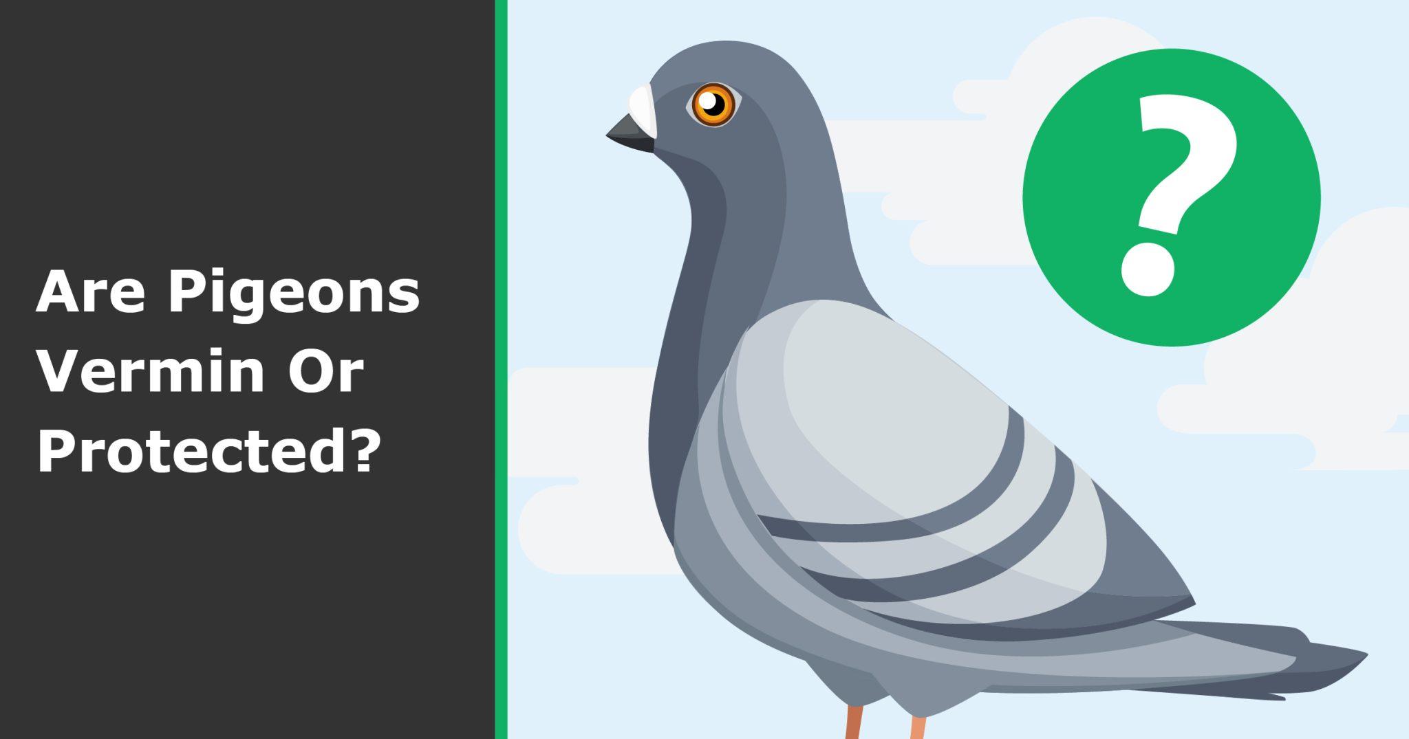 Are pigeons vermin or protected? - Pest Defence