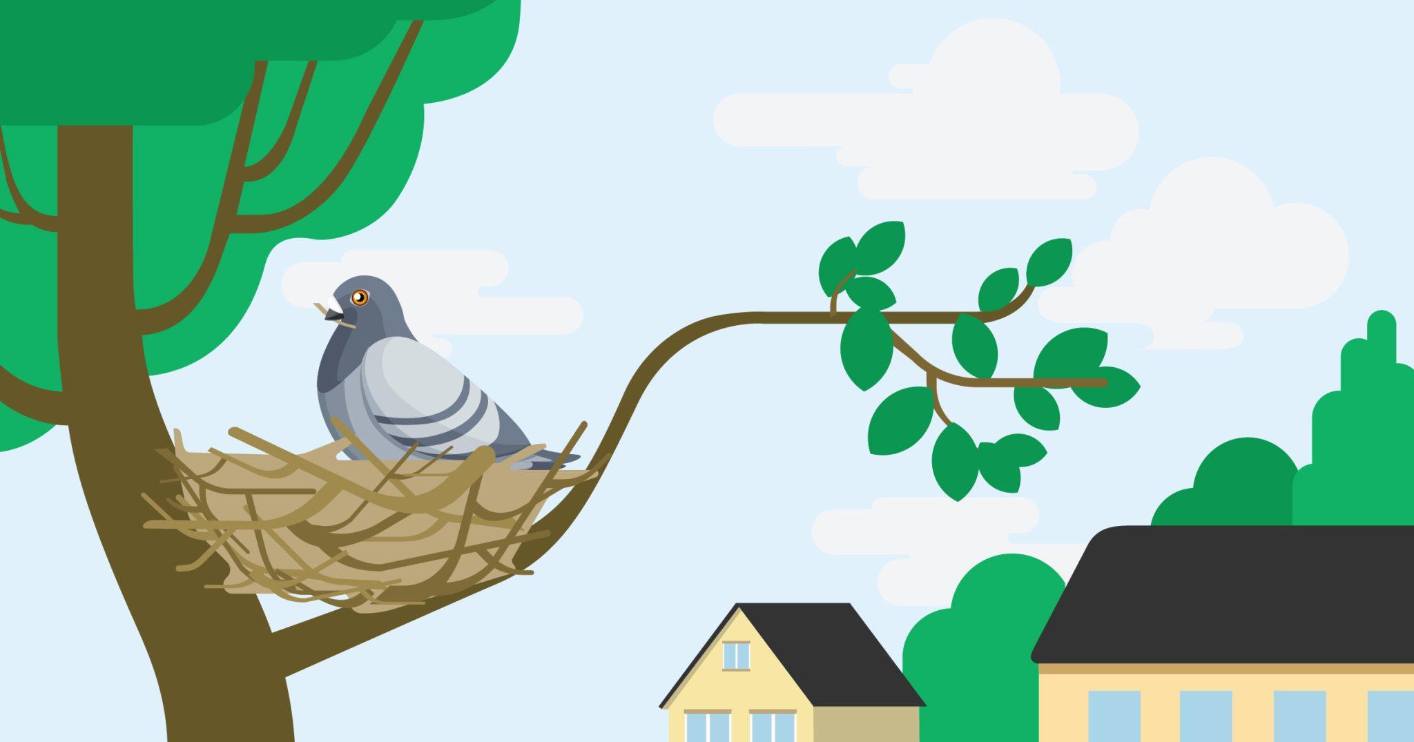 Where do pigeons build nests?