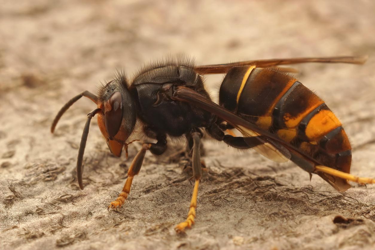 Are asian hornets aggressive? - Pest Defence