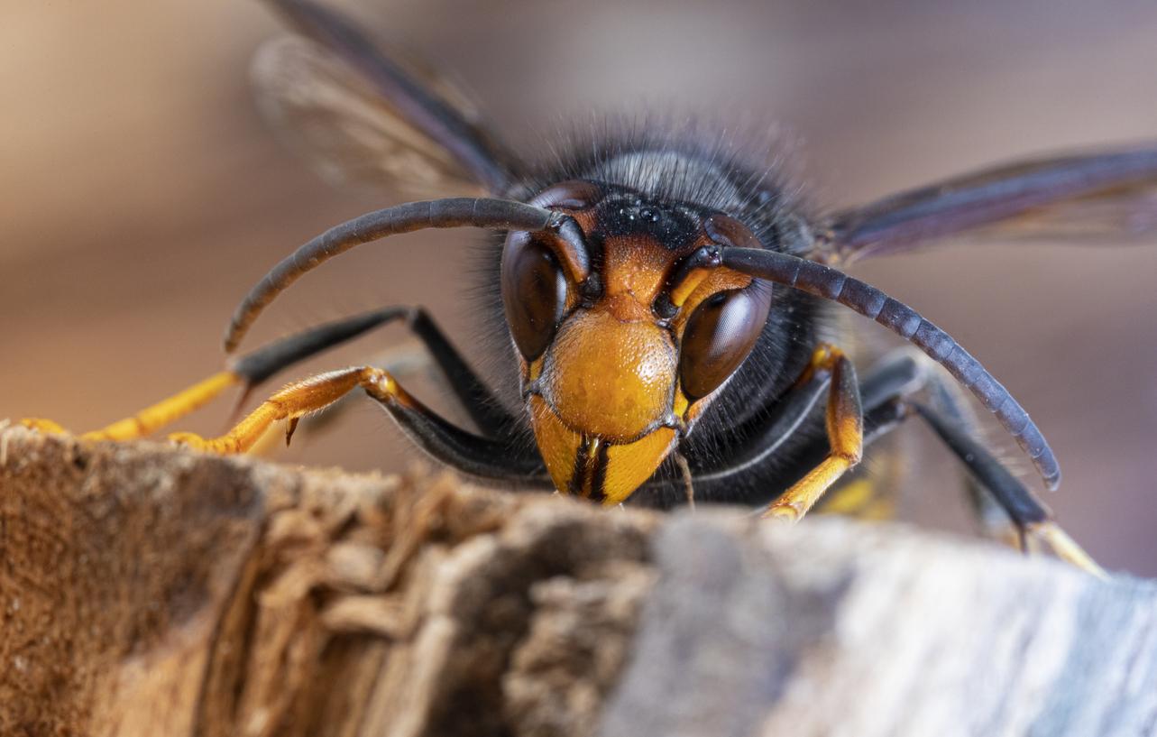 Asian hornets- what to do if you find one?