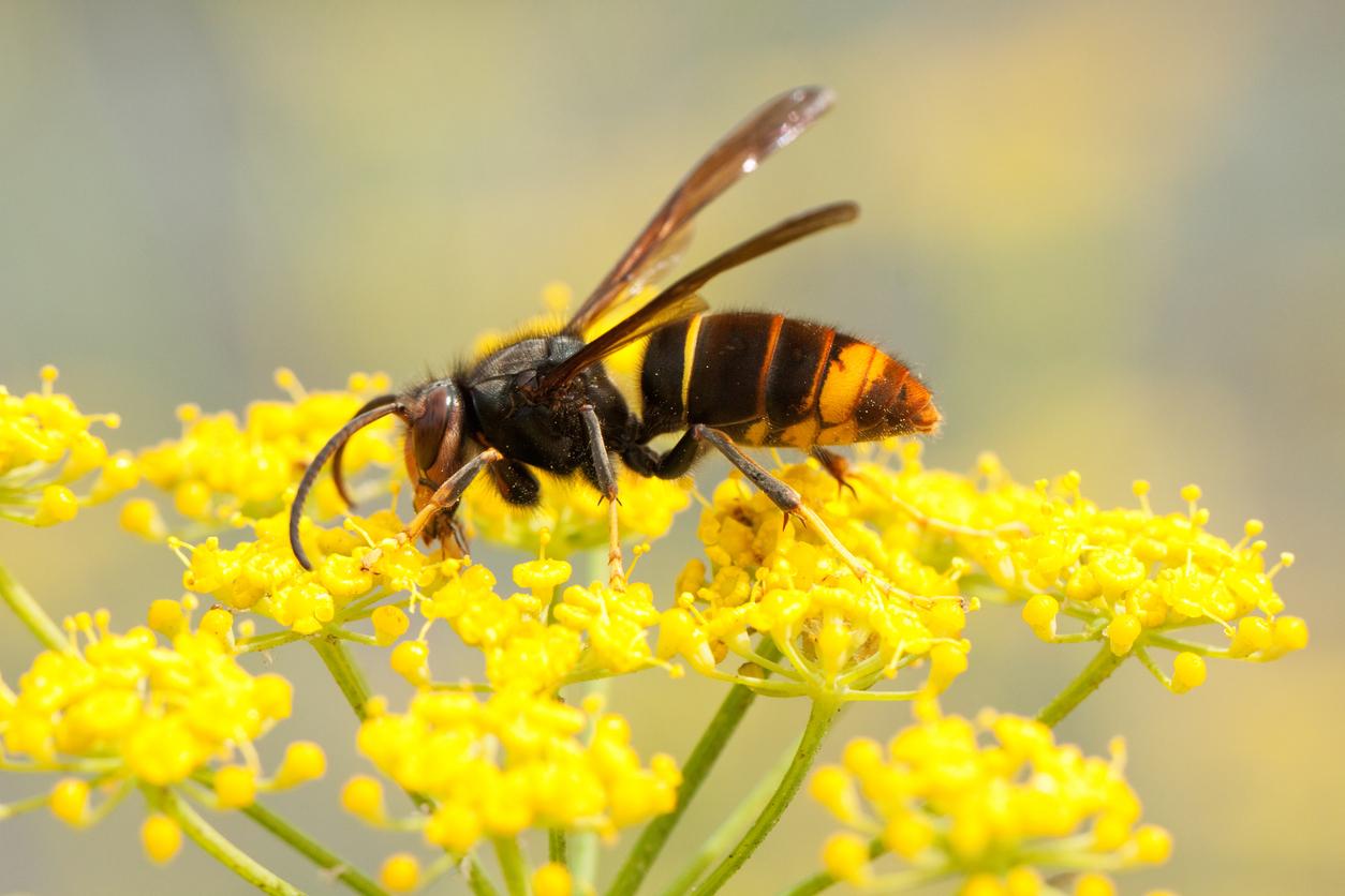 Should you report Asian hornets in the UK - Pest Defence