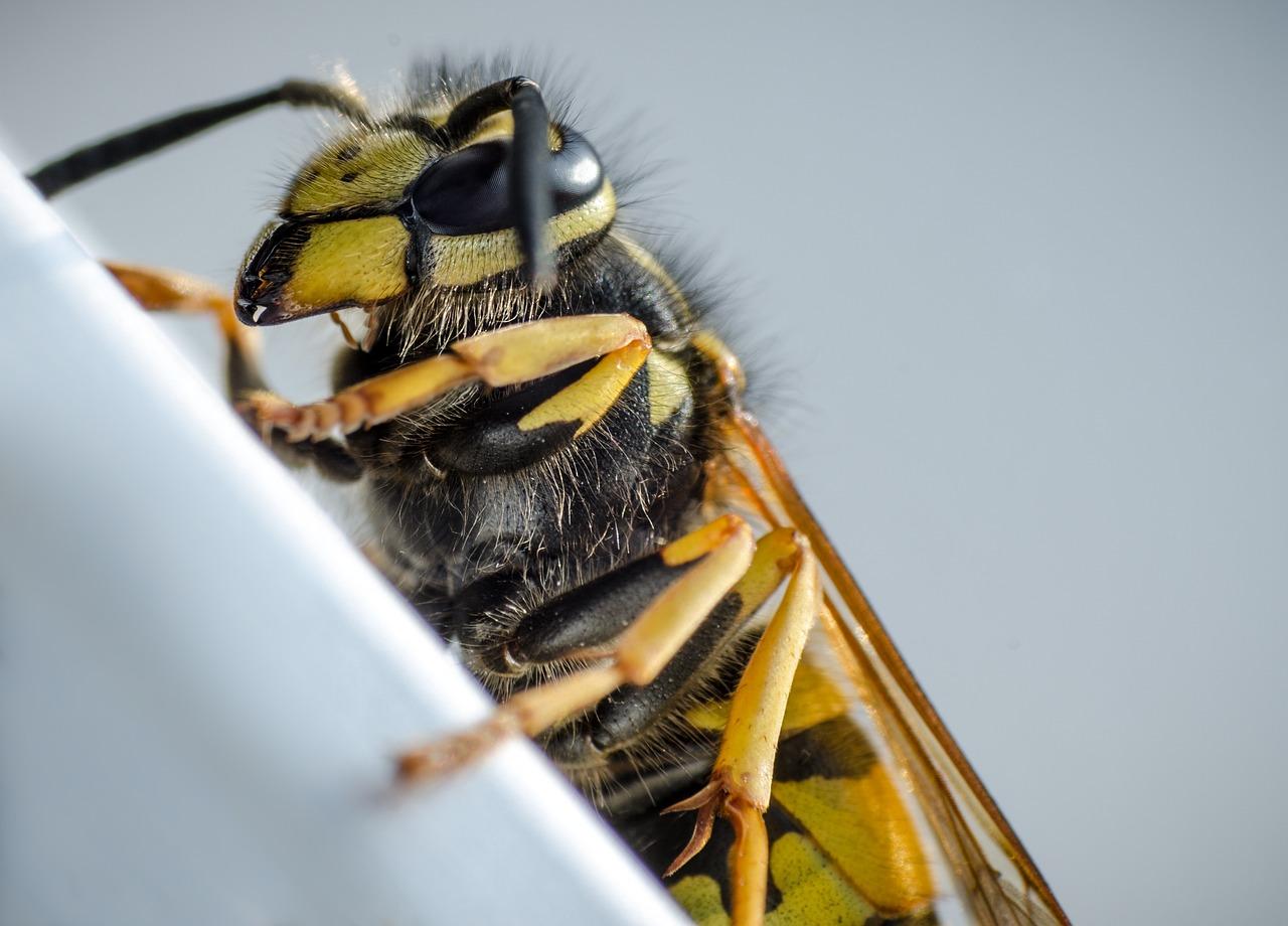 queen wasp - How Long Do Wasps Live?