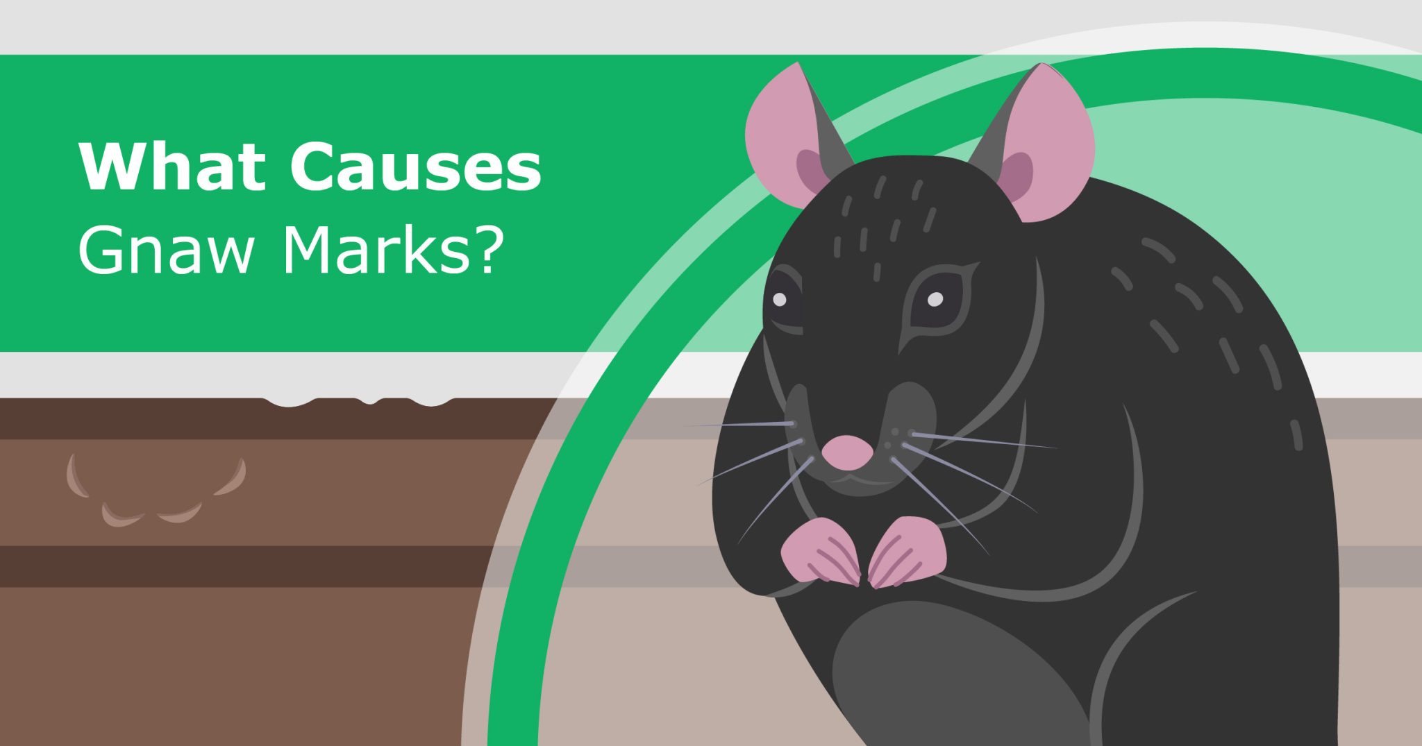 What Causes Gnaw Marks? - Pest Defence